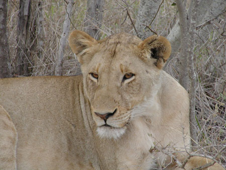 Africa0199