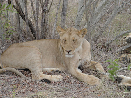 Africa0200