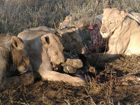 Africa0201