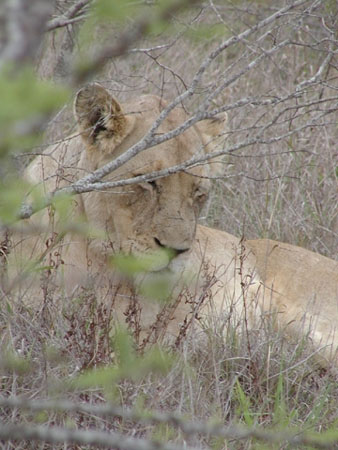 Africa0203