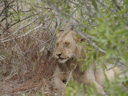 Africa0205
