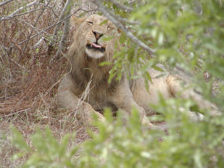 Africa0207