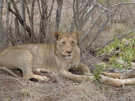Africa0208