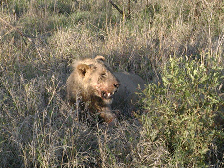 Africa0209