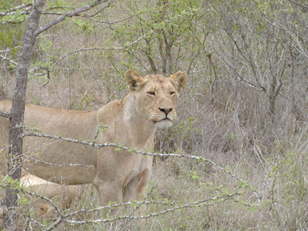 Africa0210