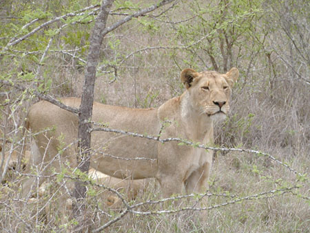 Africa0211