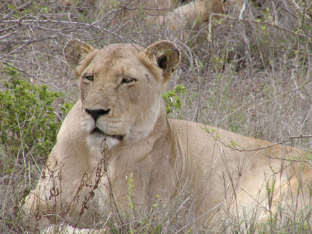 Africa0212