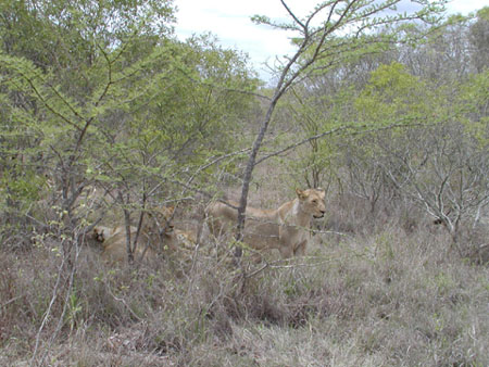 Africa0213