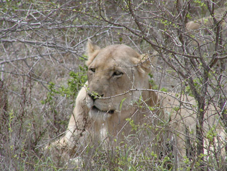 Africa0215