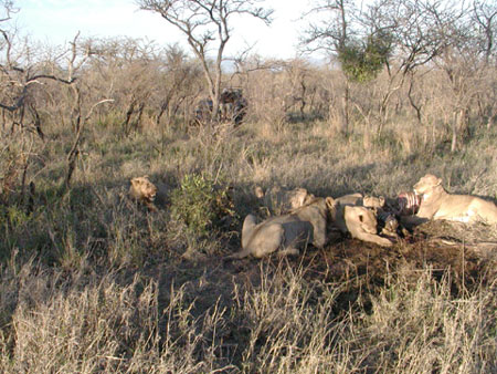 Africa0230