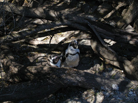 Africa0259