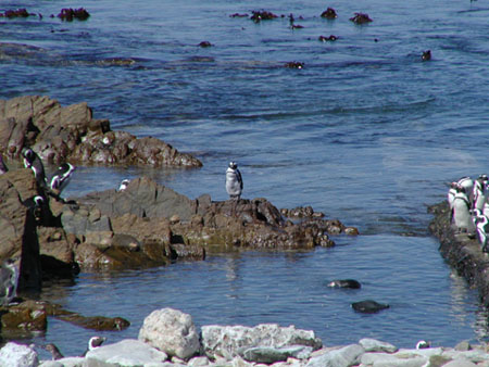 Africa0262