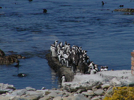 Africa0263