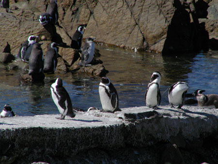 Africa0267