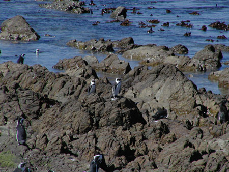 Africa0268