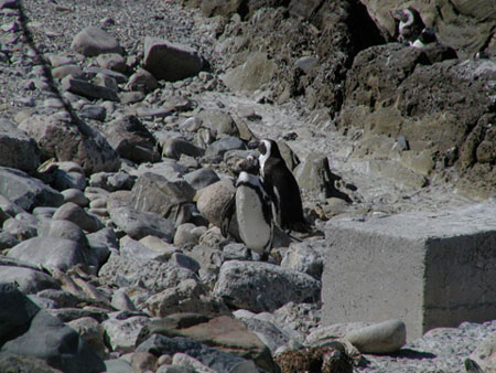 Africa0269
