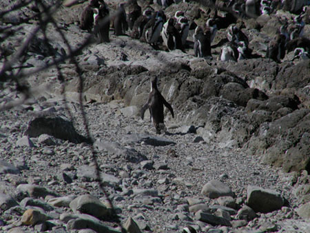 Africa0270
