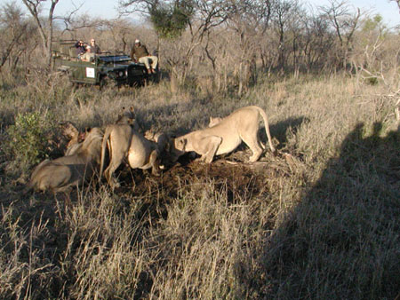 Africa0272
