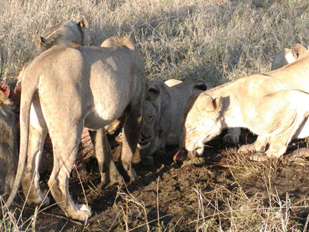 Africa0294