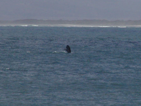 Africa0299
