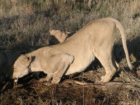 Africa0315