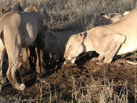 Africa0335
