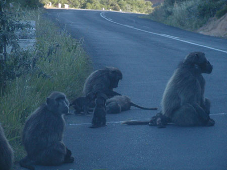 Africa0352