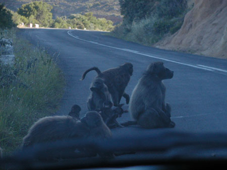 Africa0353