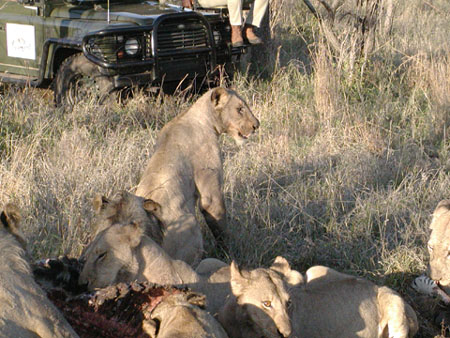 Africa0355