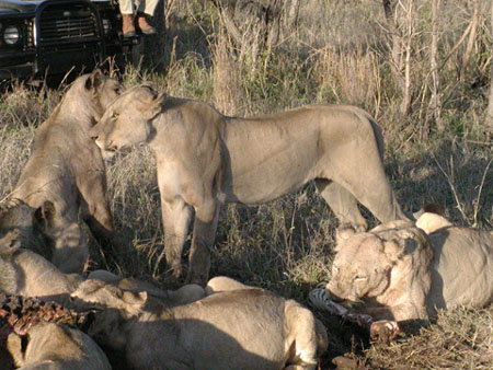 Africa0376