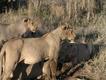 Africa0397