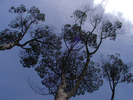 Africa0403