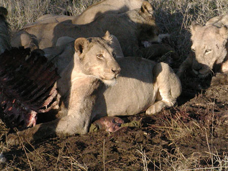 Africa0407