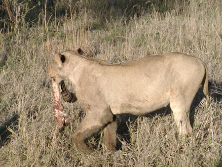 Africa0417