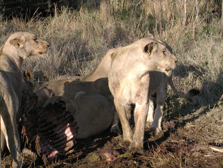 Africa0419