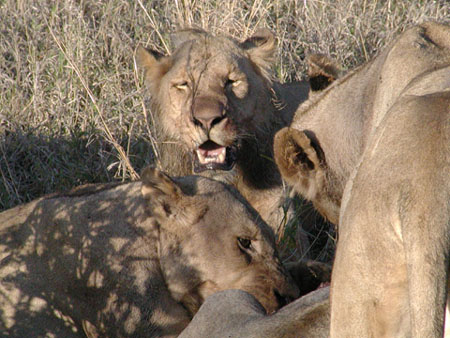 Africa0421