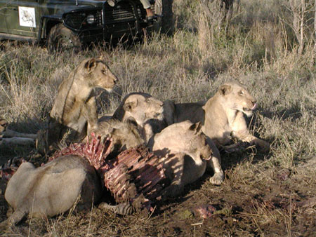 Africa0425