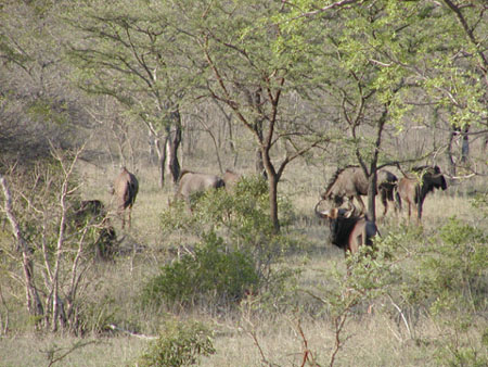 Africa0426