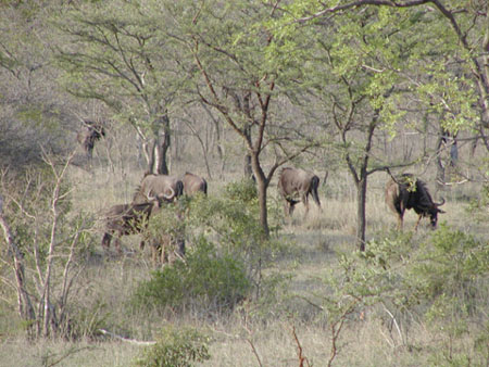 Africa0428