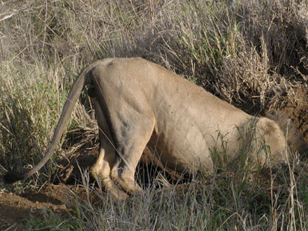 Africa0431