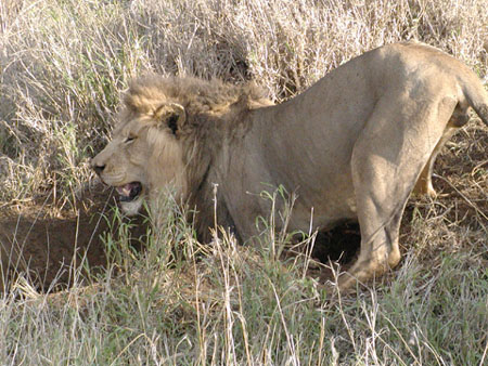 Africa0432