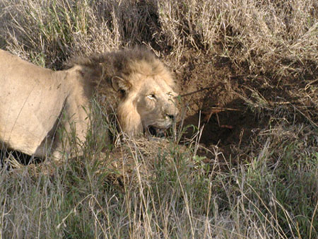 Africa0433