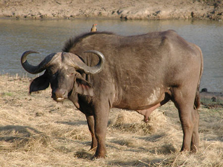 Africa0434