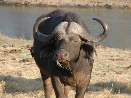 Africa0435