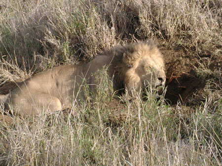 Africa0438