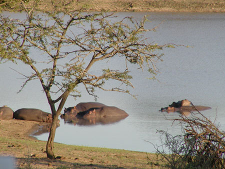 Africa0441