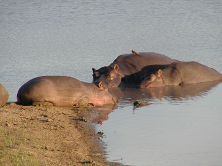 Africa0443