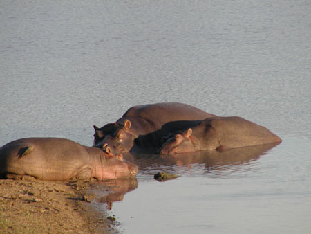 Africa0450