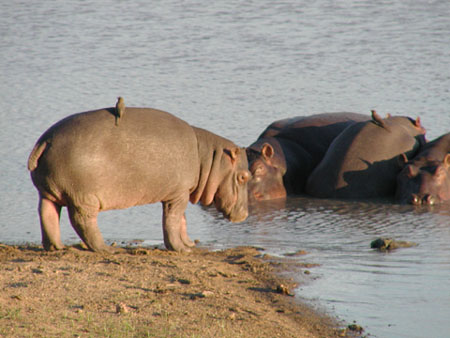 Africa0452