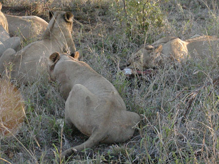 africa0008